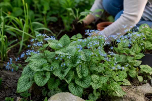 Brunnera macrophylla – de la plantare la întreținerea de zi cu zi