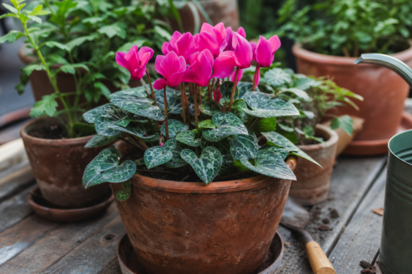 Ciclama (Cyclamen persicum) – ghid complet de cultivare și îngrijire