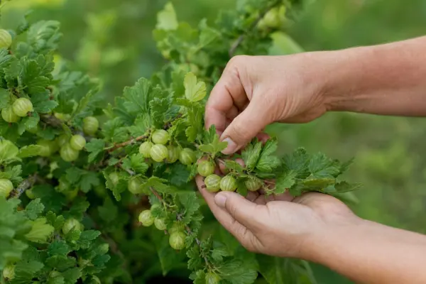 Agrișul (Ribes uva-crispa): condiții de creștere și îngrijire