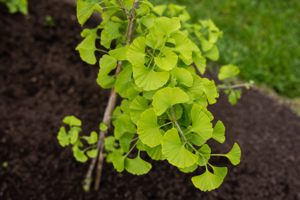 Ginkgo biloba (Ginkgo biloba): condiții de creștere și plantare