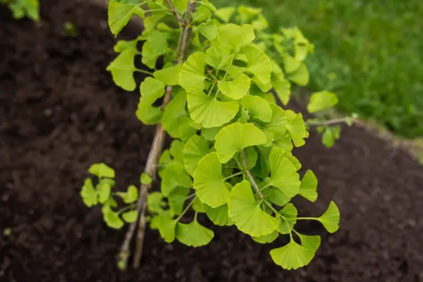 Ginkgo biloba (Ginkgo biloba): condiții de creștere și plantare