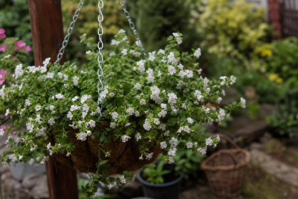 Bacopa (Sutera cordata): ce condiții cere și cum o îngrijești