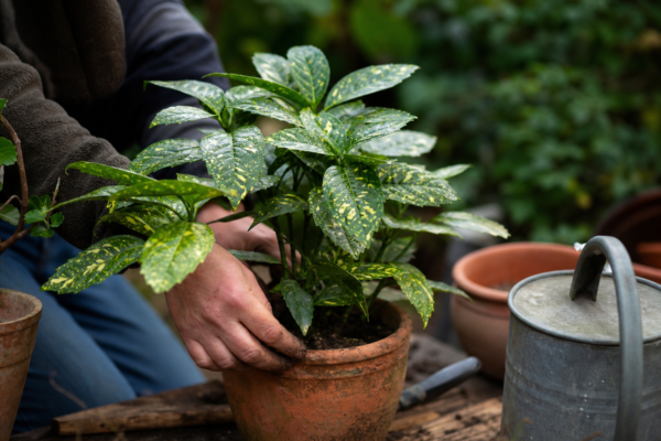 Aucuba (Aucuba japonica): ce condiții cere și cum o îngrijești