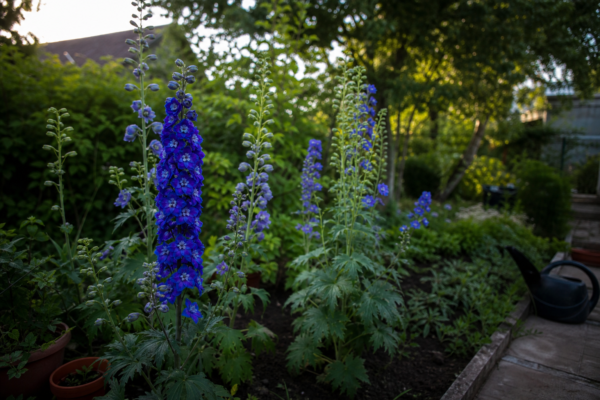Nemțișor (Delphinium elatum) – condiții de creștere, plantare și îngrijire