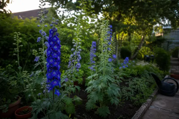 Nemțișor (Delphinium elatum) – condiții de creștere, plantare și îngrijire