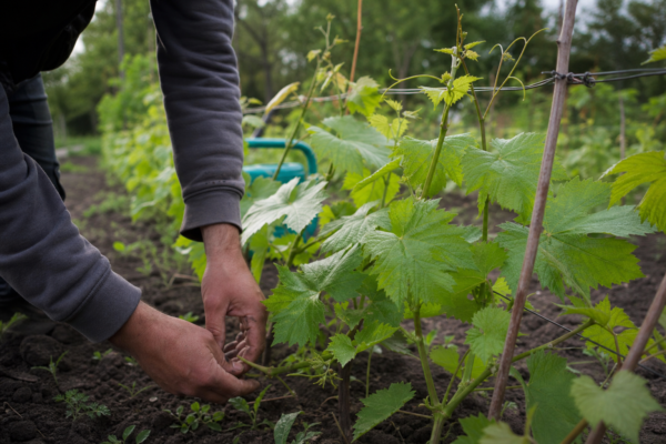 Viță de vie (Vitis vinifera): ce condiții cere și cum o îngrijești