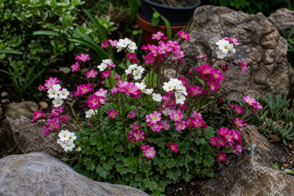 Saxifraga (Saxifraga arendsii) – plantare, îngrijire și greșeli de evitat