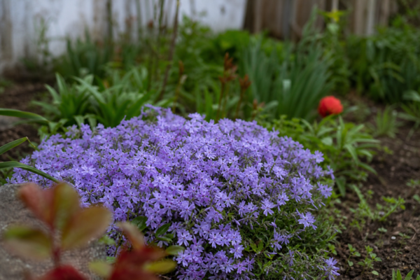 Flox târâtor (Phlox subulata) – plantare, udare și întreținere