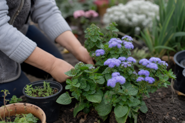 Ageratum (Ageratum houstonianum) – ghid complet de cultivare și îngrijire