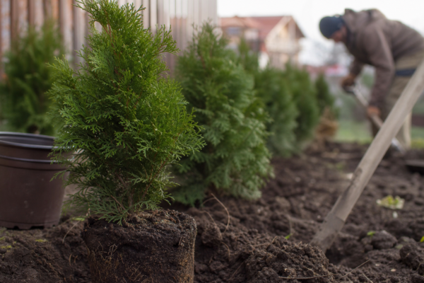 Thuja occidentalis – plantare, udare și întreținere