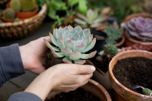 Echeveria elegans – tot ce trebuie să știi despre plantare și îngrijire