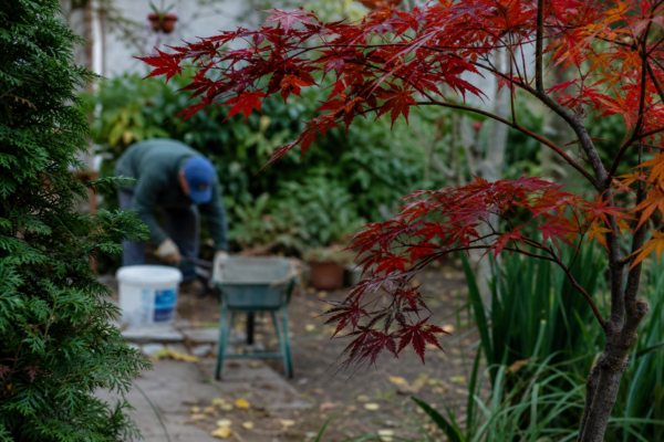 Arțar roșu (Acer rubrum) – plantare, îngrijire și greșeli de evitat