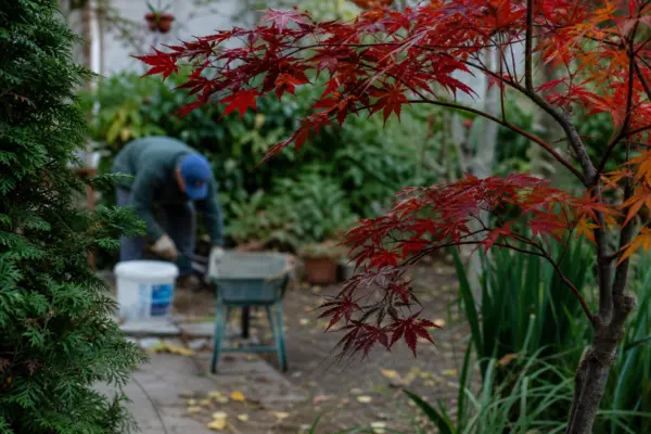 Arțar roșu (Acer rubrum) – plantare, îngrijire și greșeli de evitat