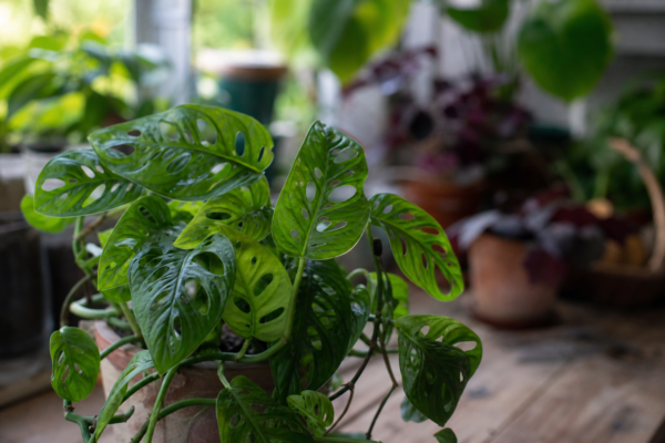 Monstera adansonii – sfaturi de plantare și îngrijire