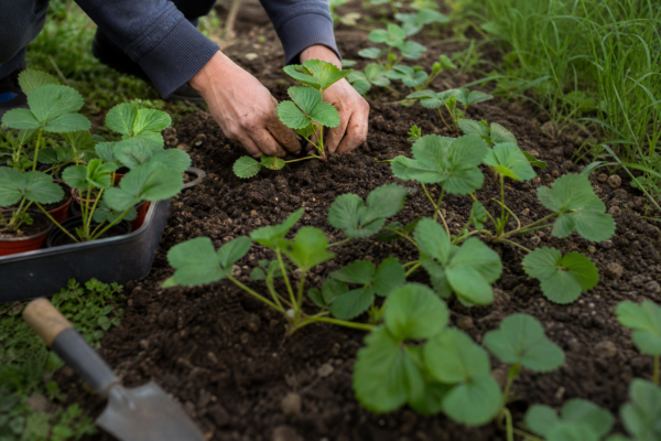 Căpșun (Fragaria x ananassa) – sfaturi pentru plantare, creștere și întreținere