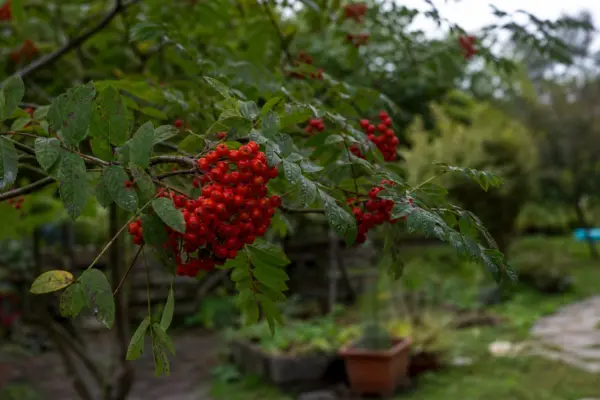 Scoruș (Sorbus aucuparia) – plantare și îngrijire pas cu pas