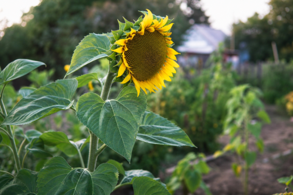 Floarea-soarelui (Helianthus annuus) – ghid complet de cultivare și îngrijire