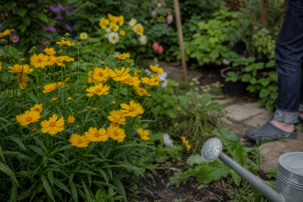 Coreopsis grandiflora – sfaturi de plantare și îngrijire