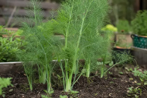 Fenicul (Foeniculum vulgare) – sfaturi de plantare și îngrijire