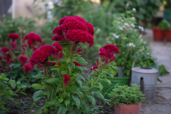 Celosia cristata – tot ce trebuie să știi despre plantare și îngrijire