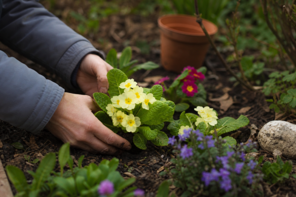 Primula (Primula vulgaris) – plantare și îngrijire pas cu pas