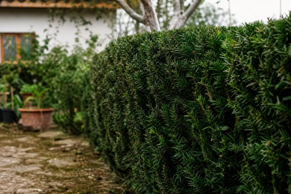 Tisa (Taxus baccata) – sfaturi de plantare și îngrijire