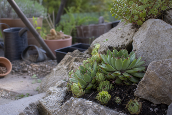 Urechelnița (Sempervivum tectorum) – plantare, udare și întreținere