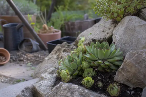 Urechelnița (Sempervivum tectorum) – plantare, udare și întreținere