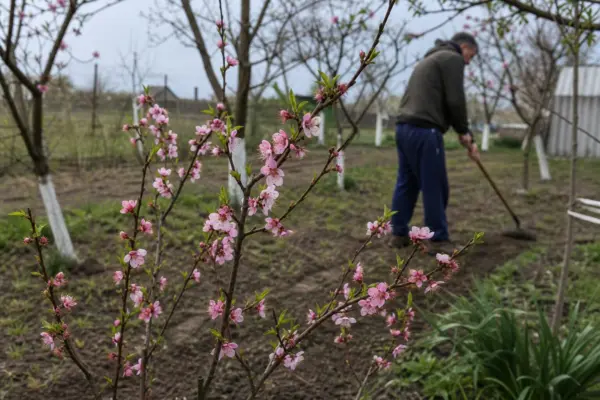 Piersic (Prunus persica) – de la plantare la întreținerea de zi cu zi