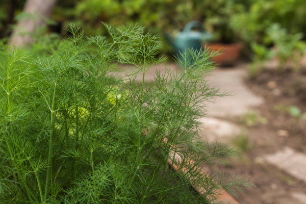 Mărar (Anethum graveolens) – ghid complet de cultivare și îngrijire