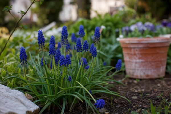 Muscari (Muscari armeniacum) – ghid complet de cultivare și îngrijire