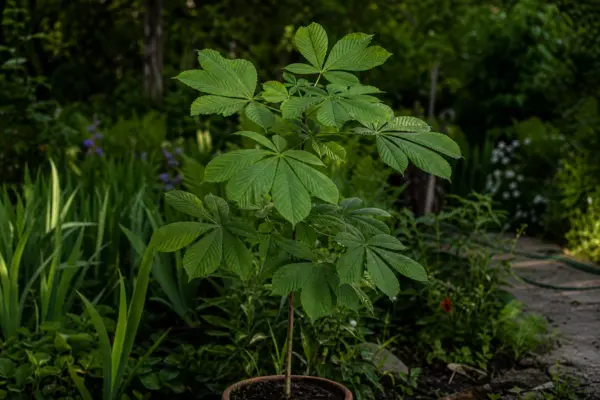 Castan (Aesculus hippocastanum) – condiții de creștere, plantare și îngrijire