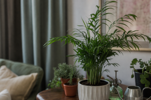 Palmier de cameră (Chamaedorea elegans) – plantare și îngrijire pas cu pas