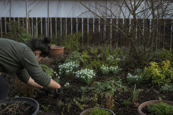 Ghiocel (Galanthus nivalis) – tot ce trebuie să știi despre plantare și îngrijire