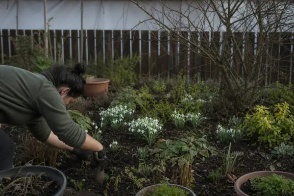 Ghiocel (Galanthus nivalis) – tot ce trebuie să știi despre plantare și îngrijire
