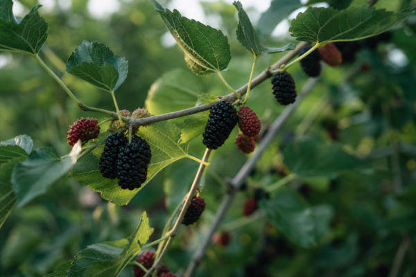 Dud (Morus nigra) – ghid complet de cultivare și îngrijire