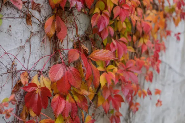 Vița canadiană (Parthenocissus quinquefolia): plantare și întreținere