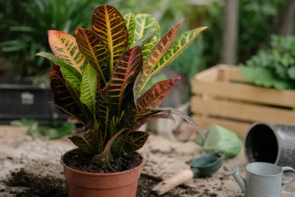 Croton (Codiaeum variegatum) – de la plantare la întreținerea de zi cu zi