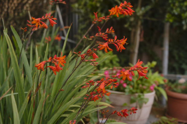 Crocosmia crocosmiiflora – de la plantare la întreținerea de zi cu zi