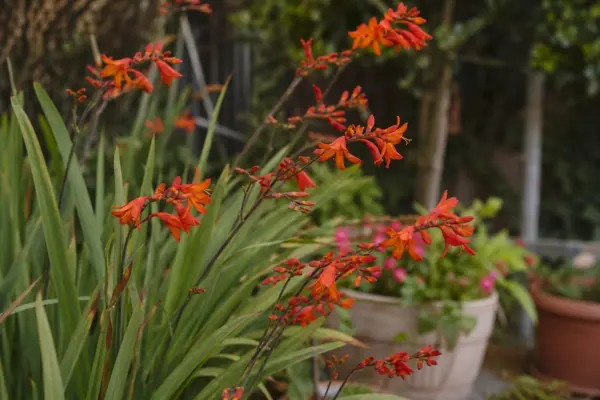 Crocosmia crocosmiiflora – de la plantare la întreținerea de zi cu zi