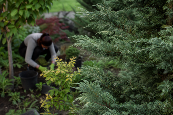 Cedru (Cedrus atlantica) – plantare și îngrijire pas cu pas