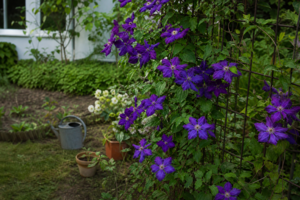 Clematis – sfaturi pentru plantare, creștere și întreținere