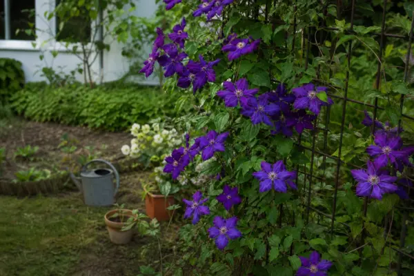 Clematis – sfaturi pentru plantare, creștere și întreținere