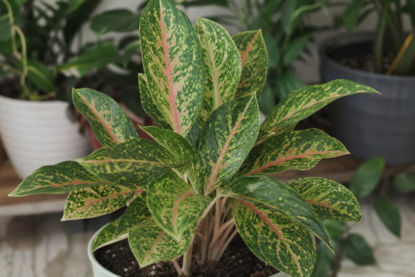 Aglaonema commutatum – ghid complet de cultivare și îngrijire
