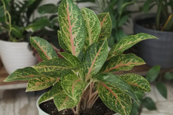 Aglaonema commutatum – ghid complet de cultivare și îngrijire