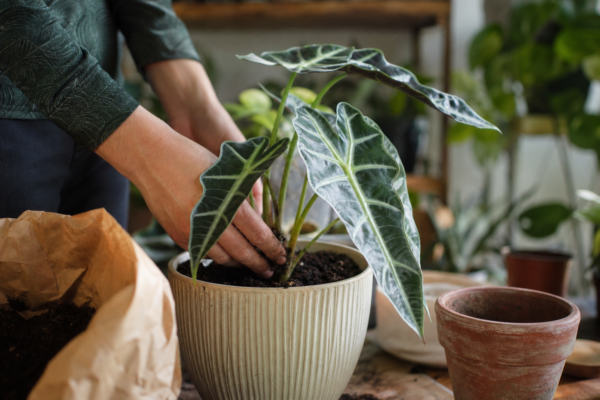 Urechea elefantului (Alocasia amazonica) – plantare și îngrijire pas cu pas
