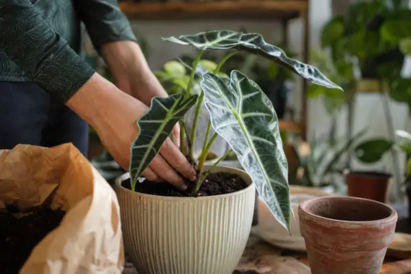 Urechea elefantului (Alocasia amazonica) – plantare și îngrijire pas cu pas