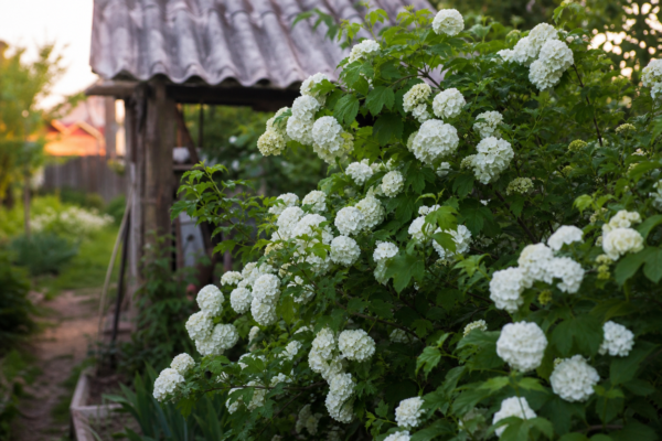 Călin (Viburnum opulus) – de la plantare la întreținerea de zi cu zi
