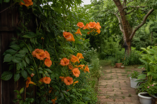 Trâmbița (Campsis radicans) – sfaturi pentru plantare, creștere și întreținere