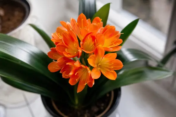 Clivia (Clivia miniata): sfaturi pentru plantare, creștere și întreținere